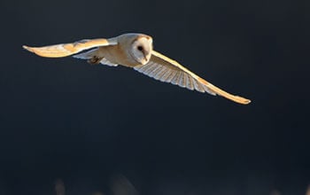 Yellow owl